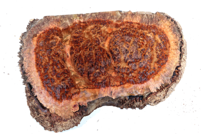 Chechen Burl 340x260x30mm - ChechM0327