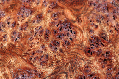 Chechen Burl 380x265x55mm - ChechM0322