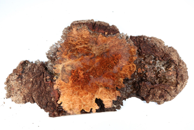 Chechen Burl 510x270x40mm - ChechM0321
