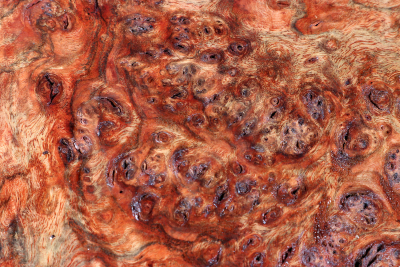 Chechen Burl 510x270x40mm - ChechM0321