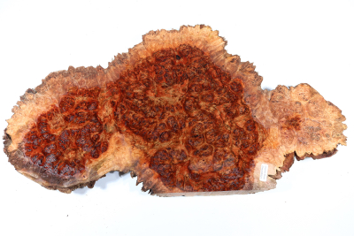 Chechen Burl 510x270x40mm - ChechM0321