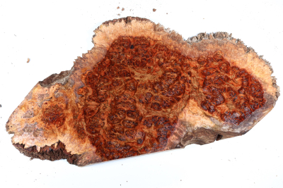 Chechen Burl 540x280x35mm - ChechM0328