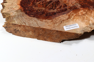 Chechen Burl 540x280x35mm - ChechM0328
