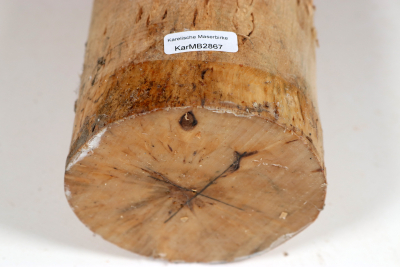 Karelian Masurbirch, spalted 330x90 mm - KarMB2867