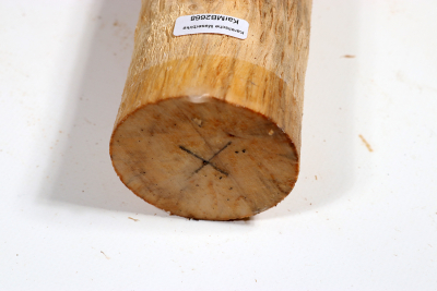 Karelian Masurbirch, spalted 335x65mm - KarMB2668
