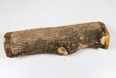 Stammabschnitt Buchsbaum 270x70mm - Buchs0405