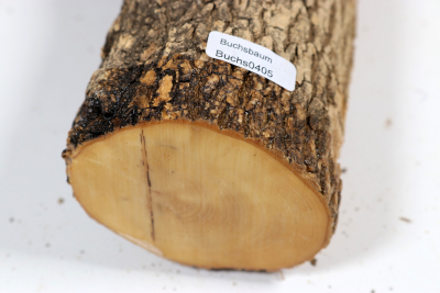 Stammabschnitt Buchsbaum 270x70mm - Buchs0405
