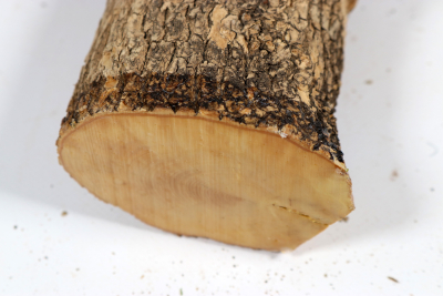 Stammabschnitt Buchsbaum 270x70mm - Buchs0405