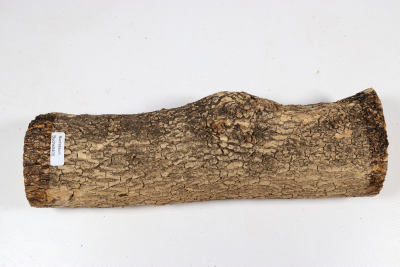 Stammabschnitt Buchsbaum 270x70mm - Buchs0405 Stammabschnitt Buchsbaum 270x70mm - Buchs0405