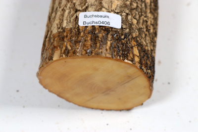 Boxwood 270x70mm - Buchs0406