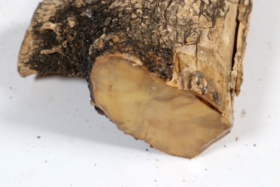 Boxwood 270x70mm - Buchs0406