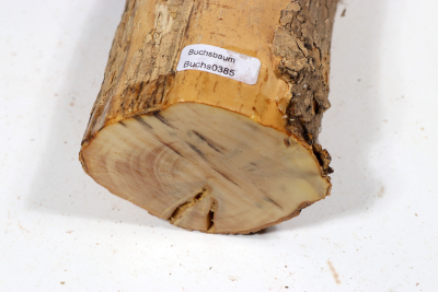 Boxwood 340x75mm - Buchs0385