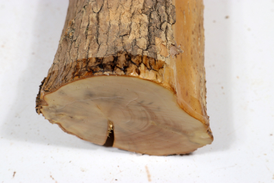 Boxwood 340x75mm - Buchs0385