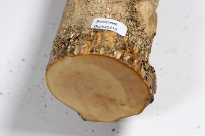 Boxwood 500x75mm - Buchs0413