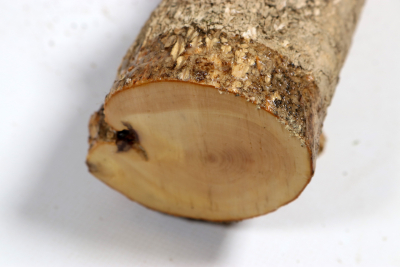 Boxwood 500x75mm - Buchs0413