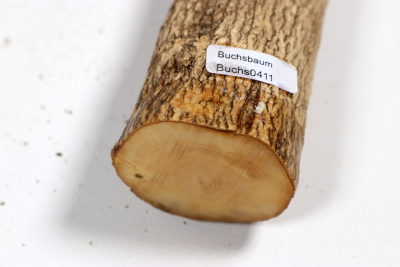 Boxwood 540x40mm - Buchs0411