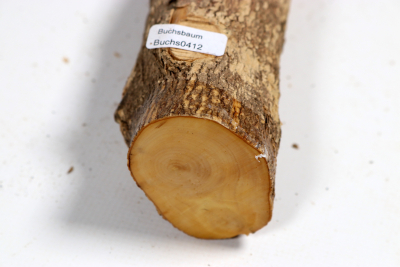 Boxwood 550x50mm - Buchs0412