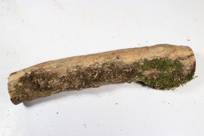 Boxwood Burl 270x55mm - Buchs0372