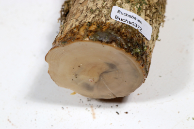 Boxwood Burl 270x55mm - Buchs0372