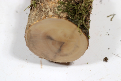 Boxwood Burl 270x55mm - Buchs0372