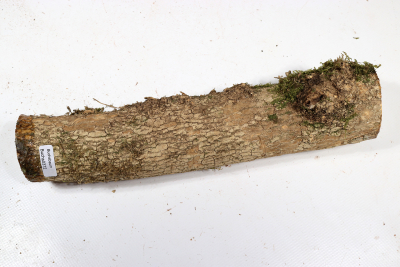 Boxwood Burl 270x55mm - Buchs0372