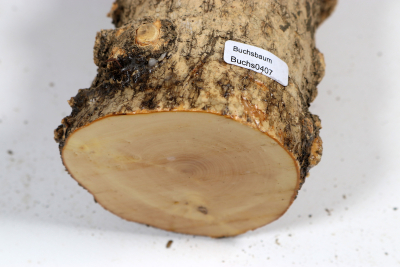 Boxwood Burl 275x85mm - Buchs0407