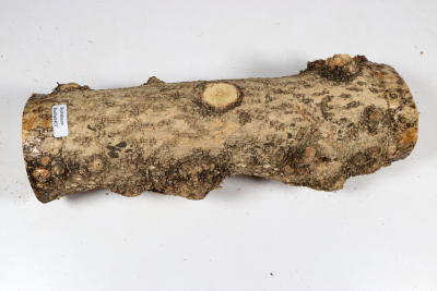 Boxwood Burl 275x85mm - Buchs0407