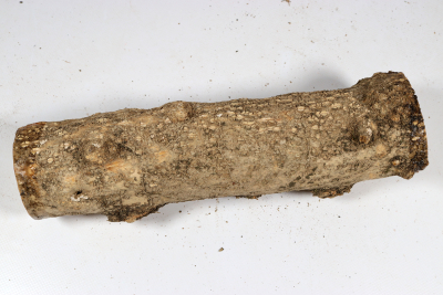 Boxwood Burl 290x75mm - Buchs0408