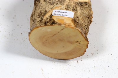 Boxwood Burl 290x75mm - Buchs0408