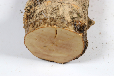 Boxwood Burl 290x75mm - Buchs0408