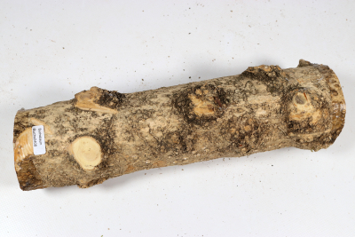 Boxwood Burl 290x75mm - Buchs0408