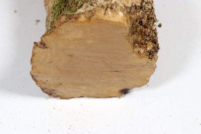 Boxwood Burl 290x90mm - Buchs0404