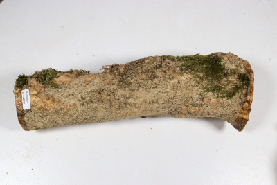 Boxwood Burl 290x90mm - Buchs0404