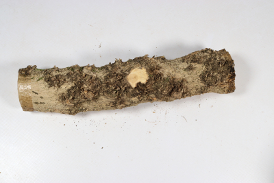 Boxwood Burl 300x60mm - Buchs0402