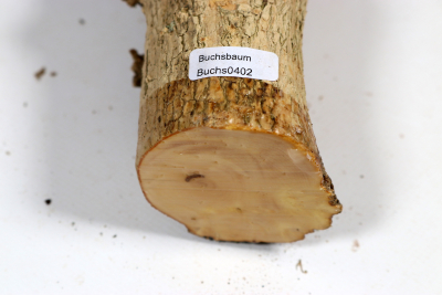 Boxwood Burl 300x60mm - Buchs0402