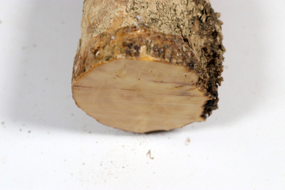 Boxwood Burl 300x60mm - Buchs0402