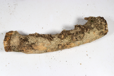 Boxwood Burl 300x60mm - Buchs0410