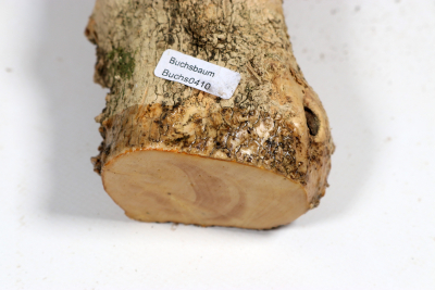 Boxwood Burl 300x60mm - Buchs0410