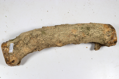 Boxwood Burl 300x60mm - Buchs0410