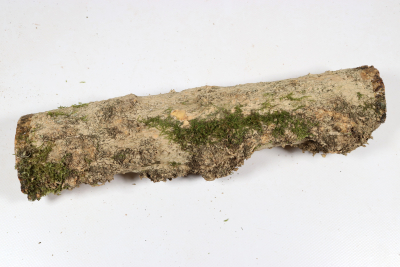 Boxwood Burl 300x65mm - Buchs0409