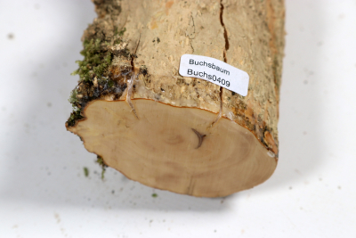 Boxwood Burl 300x65mm - Buchs0409