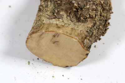 Boxwood Burl 300x65mm - Buchs0409