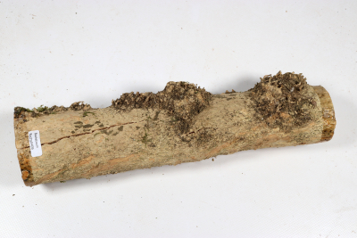 Boxwood Burl 300x65mm - Buchs0409 Boxwood Burl 300x65mm - Buchs0409