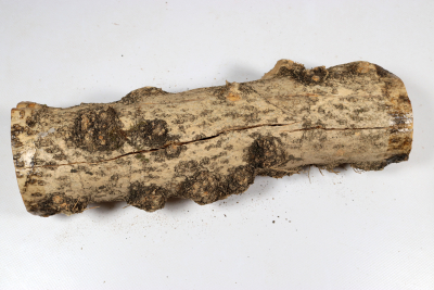 Boxwood Burl 300x80mm - Buchs0403