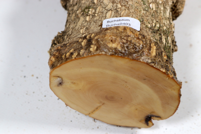 Boxwood Burl 300x80mm - Buchs0403