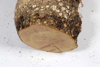 Boxwood Burl 300x80mm - Buchs0403