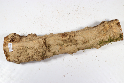 Boxwood Burl 330x60mm - Buchs0381