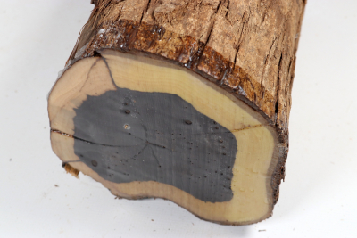 African Blackwood 225x150 mm - Gren0625