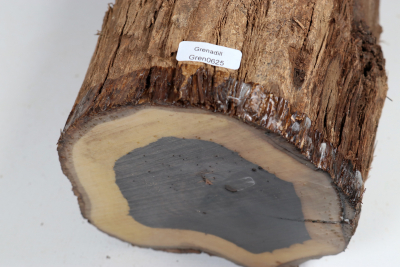 African Blackwood 225x150 mm - Gren0625