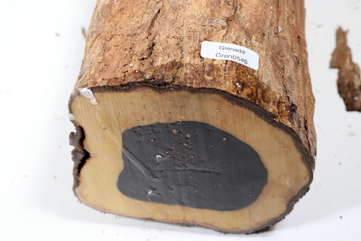 Stammabschnitt Grenadill 290x120 mm - Gren0546